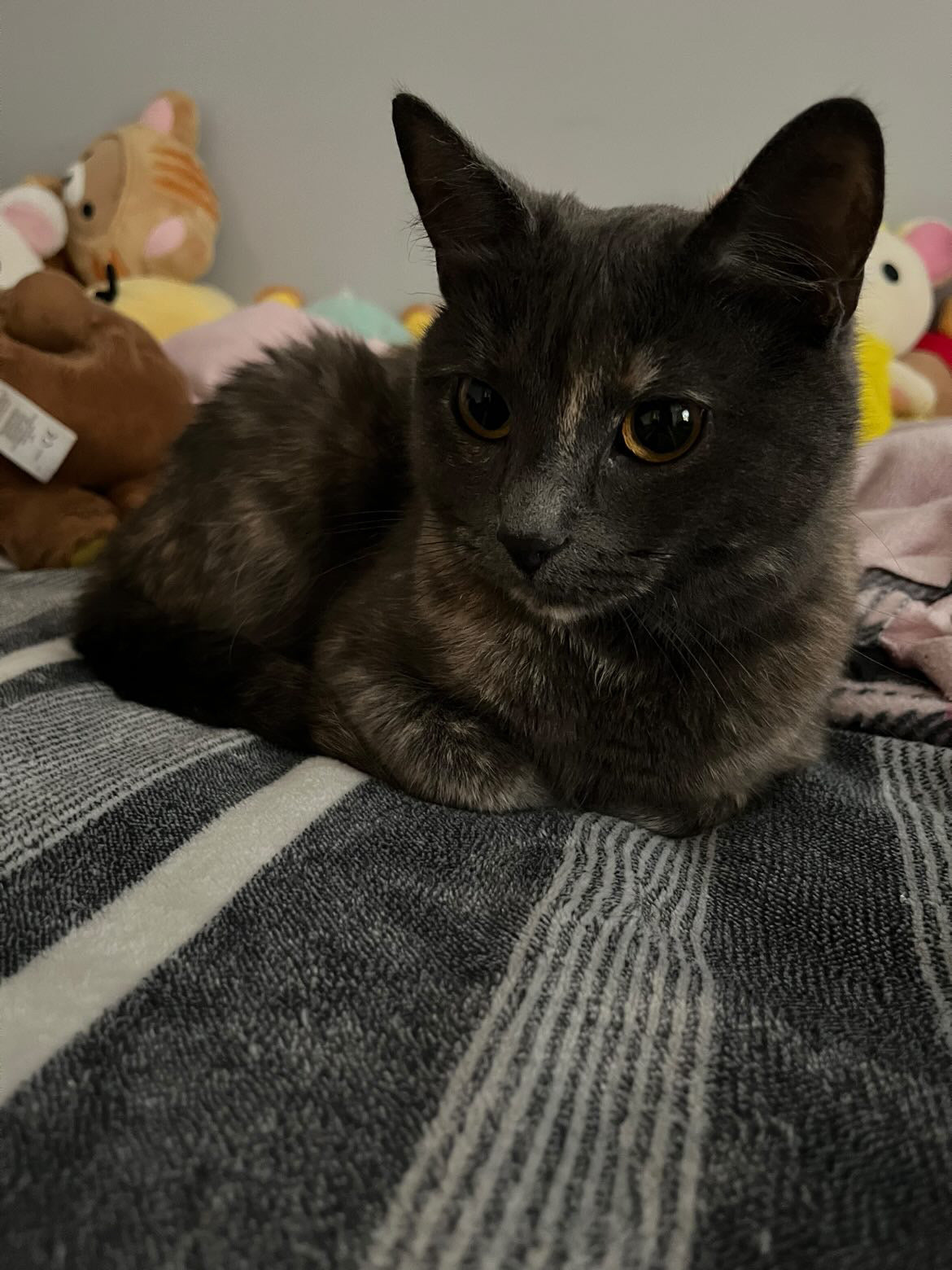 Personalized Pet Ornament